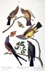 arkansaw flycatcher, swallow-tailed flycatcher, says flycatcher. from”the birds of america” (amsterdam edition)