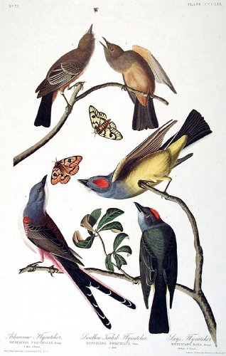 Arkansaw Flycatcher, Swallow-tailed Flycatcher, Says Flycatcher. From"The Birds of America" (Amsterdam Edition)