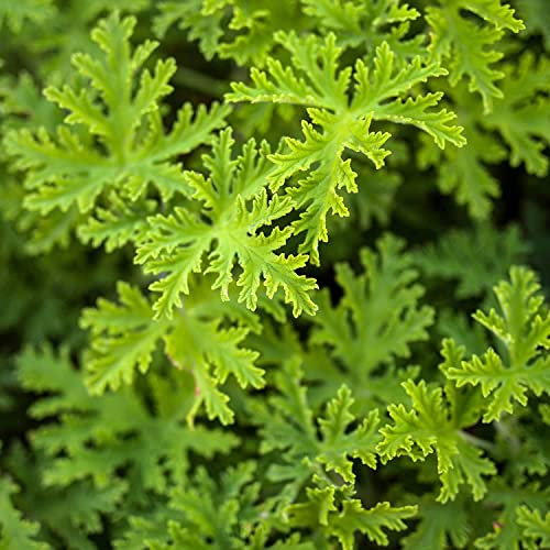 1000+ Non-GMO Citronella Plant Seeds for Planting - Heirloom Citronella Carpet Creeping Grass Seeds Planting Garden Home (Made in The US)