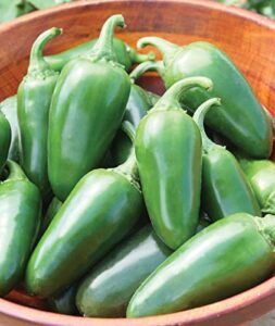 burpee jalapeno early organic hot pepper seeds | 125 non-gmo jalapeno pepper garden seeds for planting | heirloom jalapeno pepper variety | certified organic vegetable seeds for home garden