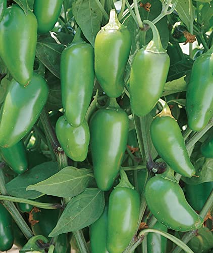 Burpee Jalapeno Early Organic Hot Pepper Seeds | 125 Non-GMO Jalapeno Pepper Garden Seeds for Planting | Heirloom Jalapeno Pepper Variety | Certified Organic Vegetable Seeds for Home Garden