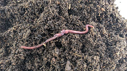 BROTHERS WORM FARM - 100 Live Red Wiggler Composting Worm Mix. Worms for Composting and Creating Worm Castings at Home. Ideal for Worm Composters, Gardens, and Worm Bins.