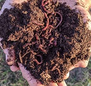 BROTHERS WORM FARM - 100 Live Red Wiggler Composting Worm Mix. Worms for Composting and Creating Worm Castings at Home. Ideal for Worm Composters, Gardens, and Worm Bins.