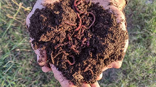 BROTHERS WORM FARM - 100 Live Red Wiggler Composting Worm Mix. Worms for Composting and Creating Worm Castings at Home. Ideal for Worm Composters, Gardens, and Worm Bins.