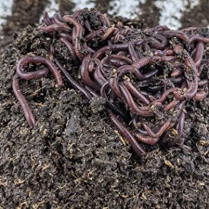 BROTHERS WORM FARM - 100 Live Red Wiggler Composting Worm Mix. Worms for Composting and Creating Worm Castings at Home. Ideal for Worm Composters, Gardens, and Worm Bins.