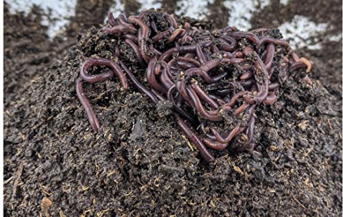 BROTHERS WORM FARM - 100 Live Red Wiggler Composting Worm Mix. Worms for Composting and Creating Worm Castings at Home. Ideal for Worm Composters, Gardens, and Worm Bins.