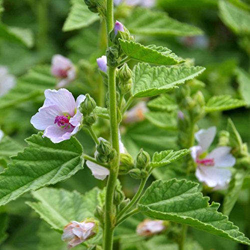 Outsidepride Perennial Althaea Officinalis Marsh Mallow Herb Garden Plants - 1000 Seeds