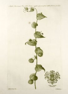 abutilon americanum; flore albido; fructu e capsulis resicariis planis conflato, pediulo geniculato [indian mallow]