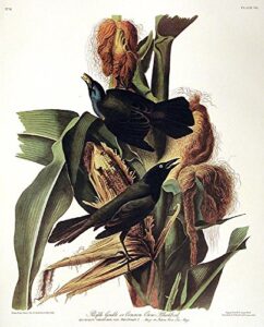 purple grakle or common crow blackbird. from”the birds of america” (amsterdam edition)