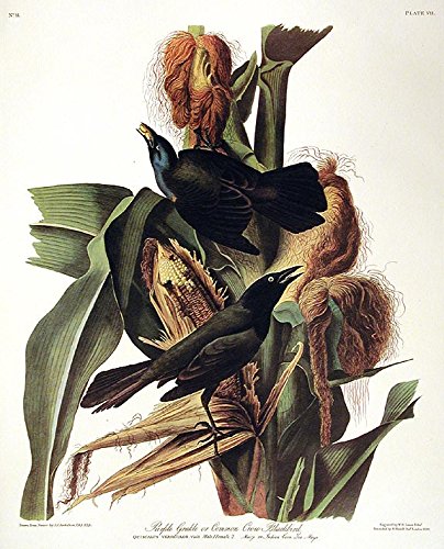 Purple Grakle or Common Crow Blackbird. From"The Birds of America" (Amsterdam Edition)