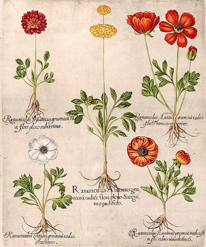 [Proliferous Persian buttercup] Ranunculus Asiaticus grumosa flore pleno Sanguineo prolifero; [Double-flowered Persian buttercup] Ranunculus Pesiaticus grumosa radice flore pleno ruberrimo; [White Persian buttercup] Ranunculus Creticus grumosa radice flor