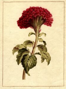 coxcomb