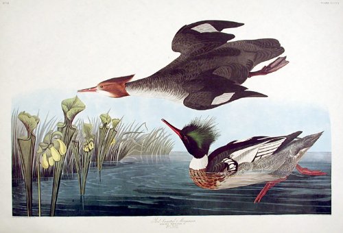 Red-breasted Merganser, Horned-billed Guillemot. From"The Birds of America" (Amsterdam Edition)