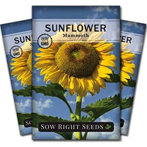 sow right seeds – mammoth sunflower seeds for planting – grow giant grey stripe sun flowers in your garden – non-gmo heirloom seeds with full instructions for planting bright sunflowers at home (3)