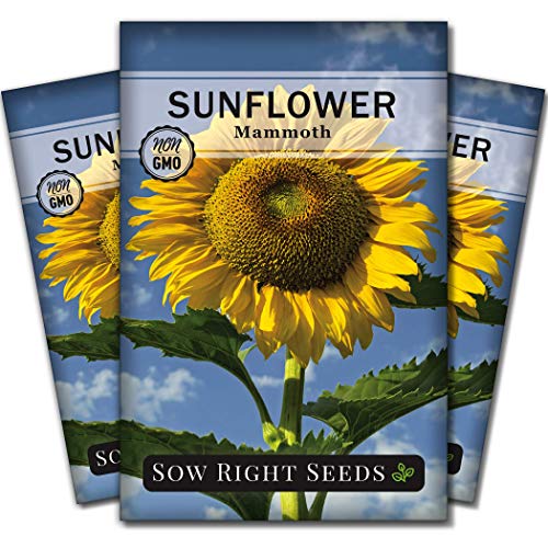 Sow Right Seeds - Mammoth Sunflower Seeds for Planting - Grow Giant Grey Stripe Sun Flowers in Your Garden - Non-GMO Heirloom Seeds with Full Instructions for Planting Bright Sunflowers at Home (3)