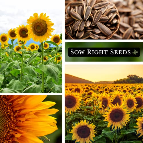 Sow Right Seeds - Mammoth Sunflower Seeds for Planting - Grow Giant Grey Stripe Sun Flowers in Your Garden - Non-GMO Heirloom Seeds with Full Instructions for Planting Bright Sunflowers at Home (3)