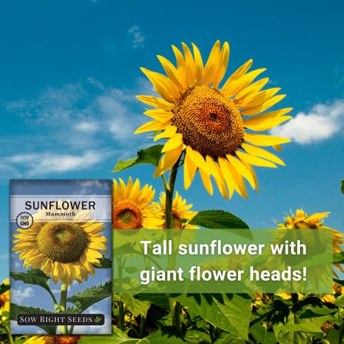 Sow Right Seeds - Mammoth Sunflower Seeds for Planting - Grow Giant Grey Stripe Sun Flowers in Your Garden - Non-GMO Heirloom Seeds with Full Instructions for Planting Bright Sunflowers at Home (3)