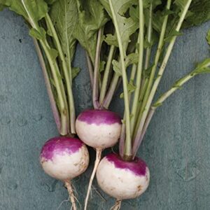 Burpee Purple Top White Globe Turnip Seeds 5000 seeds