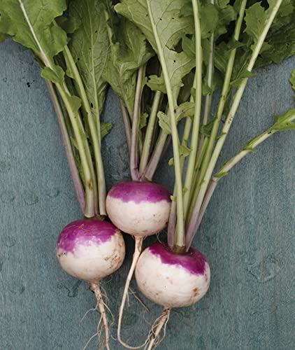 Burpee Purple Top White Globe Turnip Seeds 5000 seeds