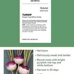 Burpee Purple Top White Globe Turnip Seeds 5000 seeds