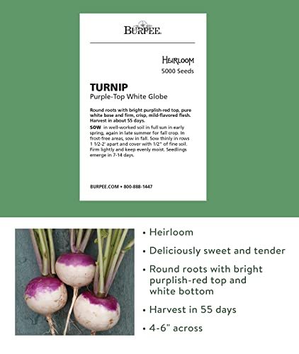 Burpee Purple Top White Globe Turnip Seeds 5000 seeds