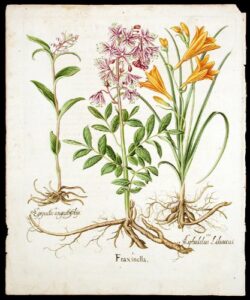 fraxinella; [wild orchid] epipactis angustifoliis; [yellow daylily] asphodelus liliaceus