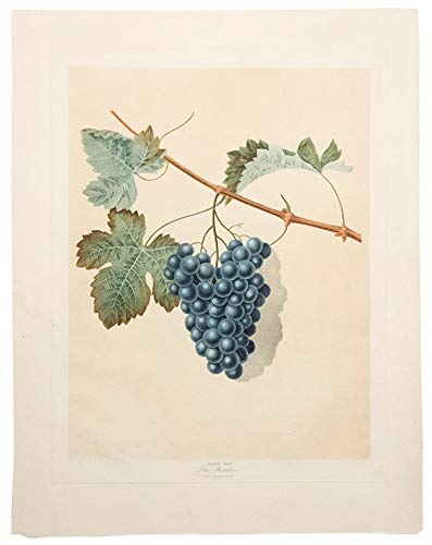 [Grapes] Blue Muscadine Grape