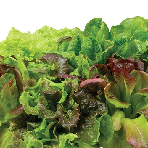 AeroGarden Heirloom Salad Greens Mix Seed Pod Kit - Salad Kit for AeroGarden Indoor Garden, 6-Pod