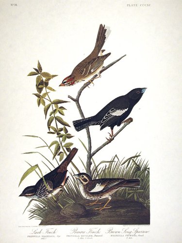 Lark Finch, Prairie Finch, Brown Song Sparrow. From"The Birds of America" (Amsterdam Edition)