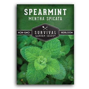 survival garden seeds – spearmint seed for planting – mentha spicata packet with instructions to plant delicious herbs and grow your home herb garden – non-gmo heirloom variety