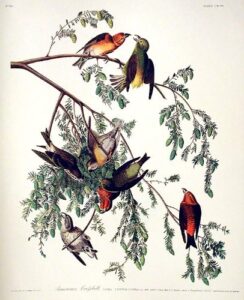 american crossbill. from”the birds of america” (amsterdam edition)