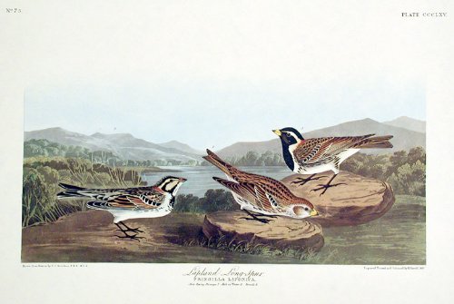 Lapland Long-Spur. From"The Birds of America" (Amsterdam Edition)