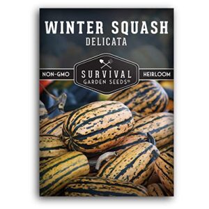 survival garden seeds – delicata winter squash seed for planting – packet with instructions to plant and grow long-lasting winter food storage in your home vegetable garden – non-gmo heirloom variety