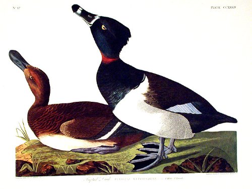 Tufted Duck. From"The Birds of America" (Amsterdam Edition)