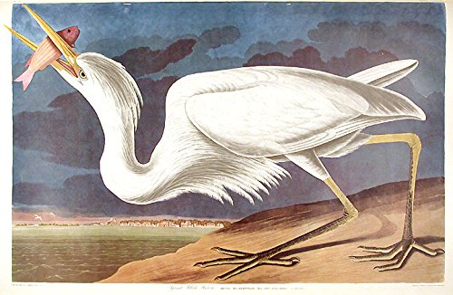 Great White Heron. From"The Birds of America" (Amsterdam Edition)