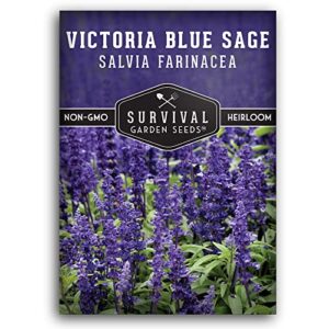 Survival Garden Seeds - Victoria Blue Sage Seed for Planting - Packet with Instructions to Plant and Grow Mealycup Sage or Salvia Farinacea in Your Home Vegetable Garden - Non-GMO Heirloom Variety