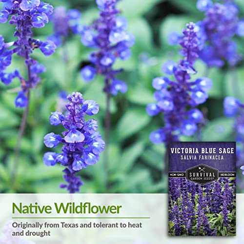 Survival Garden Seeds - Victoria Blue Sage Seed for Planting - Packet with Instructions to Plant and Grow Mealycup Sage or Salvia Farinacea in Your Home Vegetable Garden - Non-GMO Heirloom Variety