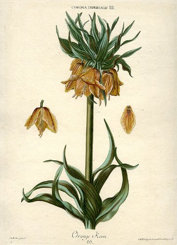 Corona Imperialis III, Orange Kron [Crown Imperial Fritillary]