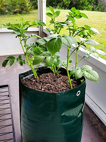 4 Pack 10 Gallon Garden Potato Grow Bags with Flap and Handles Aeration Fabric Pots Heavy Duty Vegetable Planter Bag for Tomato, Fruits