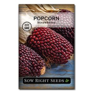 sow right seeds – strawberry popcorn seed for planting – non-gmo heirloom packet with instructions to plant a home vegetable garden