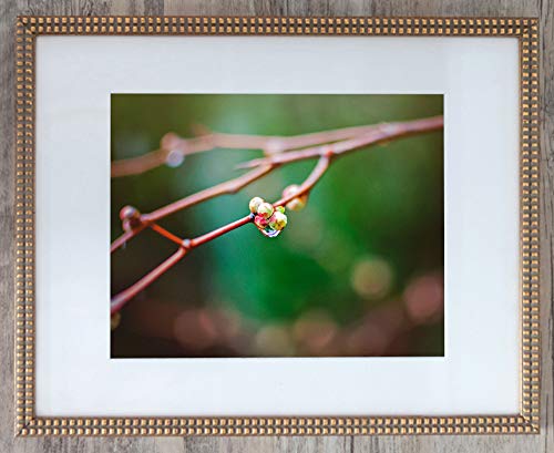 Raindrop on Branch, Limited Edition 1, Photo 4 of 4 - Framed Office Art- Inspirational 24x30-with 20x24-mat