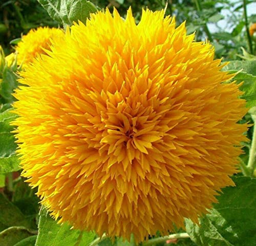 Dwarf Sunflower Seeds for Planting - Grow Teddy Bear Sun Flowers in Your Garden - 25 Non GMO Heirloom Seeds - Full Planting Instructions for Easy Grow - Great Gardening Gifts (1 Packet)