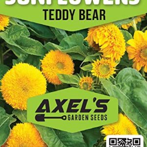 Dwarf Sunflower Seeds for Planting - Grow Teddy Bear Sun Flowers in Your Garden - 25 Non GMO Heirloom Seeds - Full Planting Instructions for Easy Grow - Great Gardening Gifts (1 Packet)