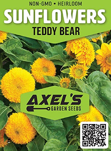 Dwarf Sunflower Seeds for Planting - Grow Teddy Bear Sun Flowers in Your Garden - 25 Non GMO Heirloom Seeds - Full Planting Instructions for Easy Grow - Great Gardening Gifts (1 Packet)