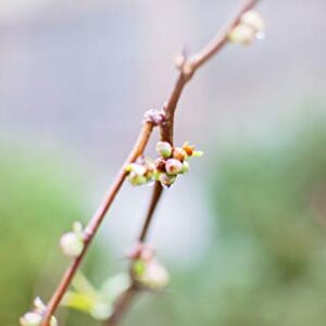 Raindrop on Branch, Limited Edition 1, Photo 3 of 4 - Framed Office Art- Inspirational 24x30-with 20x24-mat