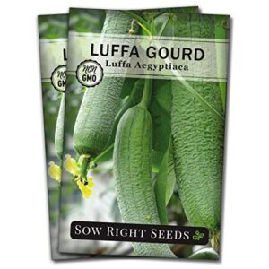 sow right seeds – luffa gourd seed for planting – non-gmo heirloom packet with instructions to plant a home vegetable garden – great gardening gift (2)