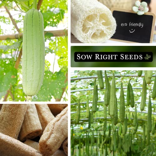 Sow Right Seeds - Luffa Gourd Seed for Planting - Non-GMO Heirloom Packet with Instructions to Plant a Home Vegetable Garden - Great Gardening Gift (2)