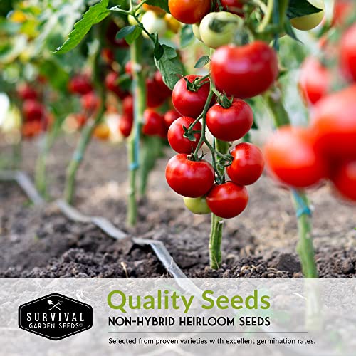 Survival Garden Seeds 10 Tomato Collection - Cherokee Purple, Roma, Red Cherry, Aunt Ruby's Green, Hillbilly, Yellow Pear, Mortgage Lifter, Red Brandywine, Ace 55-10 Packs Non-GMO Heirloom Tomatoes
