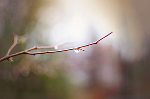 Raindrop on Branch, Limited Edition 1 Photo 1 of 4