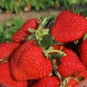 1000+ sweet strawberry seeds for planting heirloom non gmo seeds for hydroponic garden
